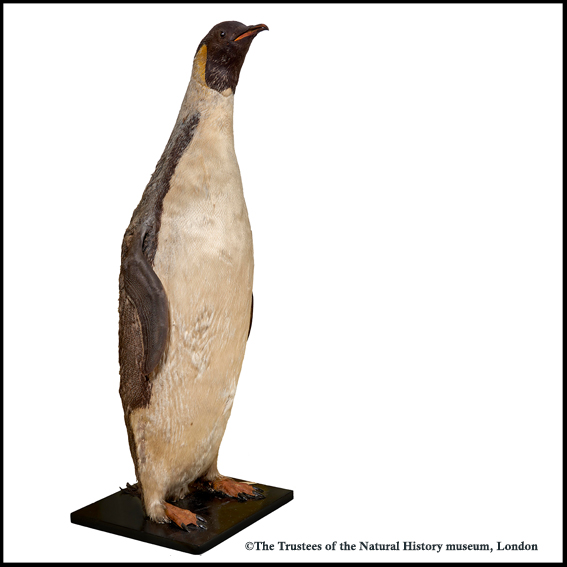 Penguin 20 x20