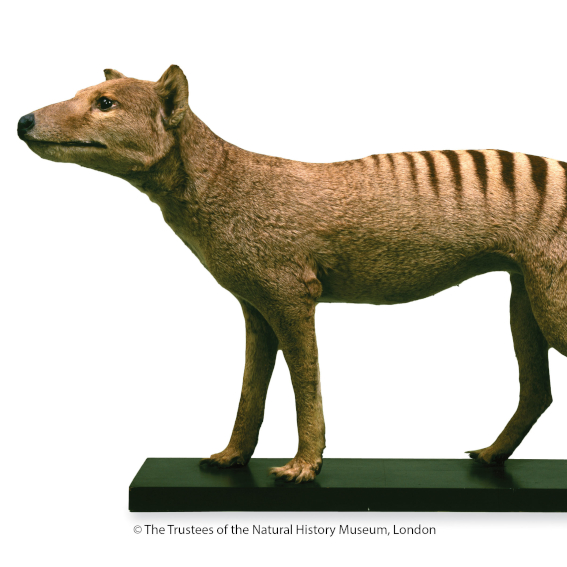 S Natural History Museum at Tring OOTY 2021