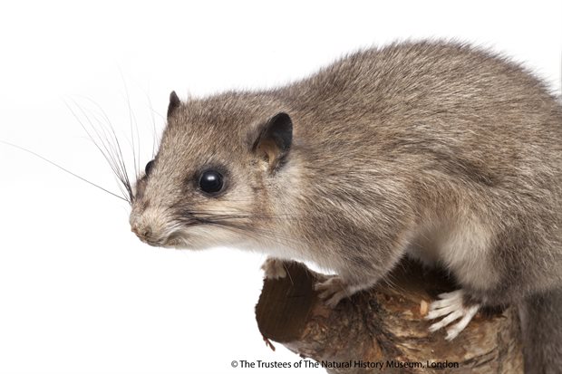 NHM Tring glis glis c